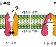 펩타이드수송 단백질 새 메커니즘 세계최초 규명…신약후보물질 발굴 기대