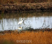 서산 버드랜드 무논습지에 황새·노랑부리저어새 멸종위기종 몰려들어