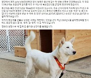 국힘 "월250만원 풍산개 관리비 달라던 文, `쿨하게` 파양?…`사료비 직접 대`도 거짓말"