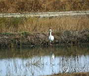 서산 천수만 무논 습지의 천연기념물 황새