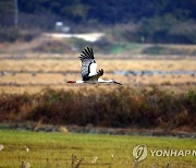 서산 천수만 무논 습지의 천연기념물 황새