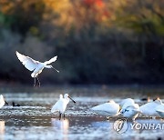 주남저수지에서 휴식하는 노랑부리저어새