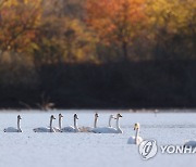 단풍 물든 주남저수지 찾은 큰고니