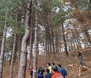 산림청, 강원 철원서 잣나무 2그루 재선충병 감염 확인