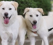 논란 하루 만에…문 전 대통령 측, 풍산개 두 마리 '반환'