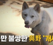 [나이트포커스] 개들만 불쌍한 與野 '개싸움'