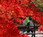 입동 지났지만 오늘 포근한 '가을날'…충남 미세먼지 '나쁨'