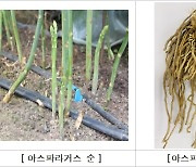 강원농업기술원, 아스파라거스 뿌리 추출물 식품 원료 등록 추진