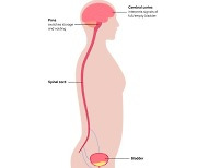 소변 누러 들락날락, 자다가도 화장실...신경계 문제일 수 있어