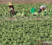 김장철 배추가격 떨어지는데 수산물 가격은 '꿈틀'