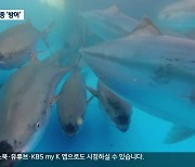 동해안 대표는 ‘방어’…오징어 ‘추월’