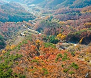 '만추' 영동군 도마령 늦가을 절경