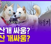 [현장의재구성] 국회 소환된 풍산개…진실 공방 정리해드림!