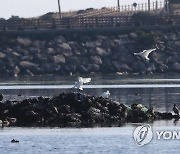 제주 찾은 겨울 손님 저어새