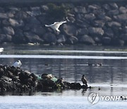 제주 찾은 겨울 손님 저어새