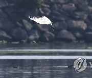 제주 찾은 겨울 손님 저어새