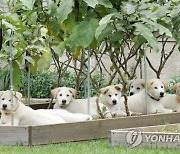 文 반환한 풍산개 "한남동 관저서 기르자"…아이디어로 거론