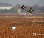 날갯짓하는 청둥오리