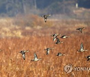 철새 찾아온 나주 우습제