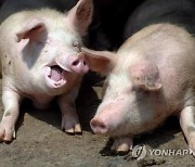 돼지의 성공 처세술…'싸운 적과는 화해하고 중재자를 키워라'