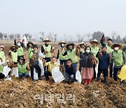 [포토] 농협유통, 고구마 수확 일손돕기