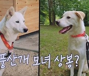 [백브리핑] 모녀 상봉할까?…풍산개 '곰이·송강' 어디로