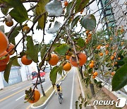 곡성서 감 따던 80대 2.5m 아래로 추락 사망