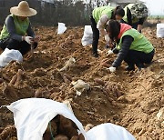 농협유통 '고구마 수확 도와요'