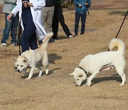 경북대에서 산책하는 풍산개