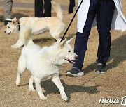 경북대에서 산책하는 '곰이와 송강'