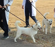 풍산개 '곰이와 송강', 경북대에서 산책