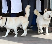 곰이, 3년여 만에 광주서 새끼 만난다?…풍산개 관심 커진 지자체들