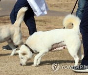 與, 文에 파상공세…"세금으로 풍산개 키우려다 걸리니 적반하장"