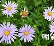 Korean scientists discover plant ingredients against Covid-19