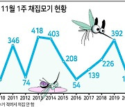 입동 지났는데 ‘왱~’...철없는 모기의 공습