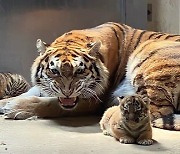 서울대공원의 아기 호랑이 삼둥이, 11일부터 관람객 만난다