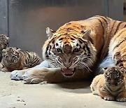 서울대공원, 시베리아 새끼호랑이 삼둥이 첫 공개