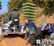 기계로 모종 정식, 부직포 덮어 보온…새로운 양파 재배법 시도 ‘눈길’