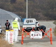 고병원성 AI 이어 철원 돼지농장서 ASF 발생…경기·강원 북부 이동중지명령