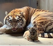 서울대공원, 내일 시베리아 새끼호랑이 '삼둥이' 첫 공개