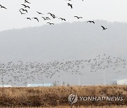 쇠기러기의 비행