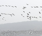 쇠기러기의 비행