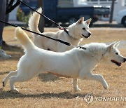 경북대 동물병원서 지내는 풍산개 '곰이'·'송강'