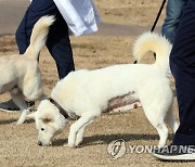 경북대 동물병원서 지내는 풍산개 '곰이'·'송강'