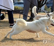 경북대 동물병원서 지내는 풍산개 '곰이'·'송강'