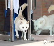 경북대 동물병원서 지내는 풍산개 '곰이'·'송강'