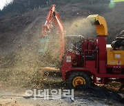 충남 아산 송악면서 소나무 재선충병 감염 확인