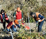 SK이노, 울산 행복의 숲 조성...산벚나무 4000그루 심어