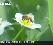 ‘꿀벌 실종’ 후폭풍, 과수 농가 수정 ‘비상’