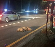 멧돼지·오토바이 충돌…운전자 부상·멧돼지 사망